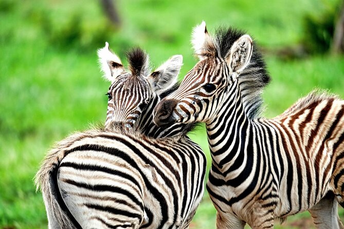 Chobe Botswana Day Trip River and Land Safari from Victoria Falls - Who will enjoy this Chobe safari most