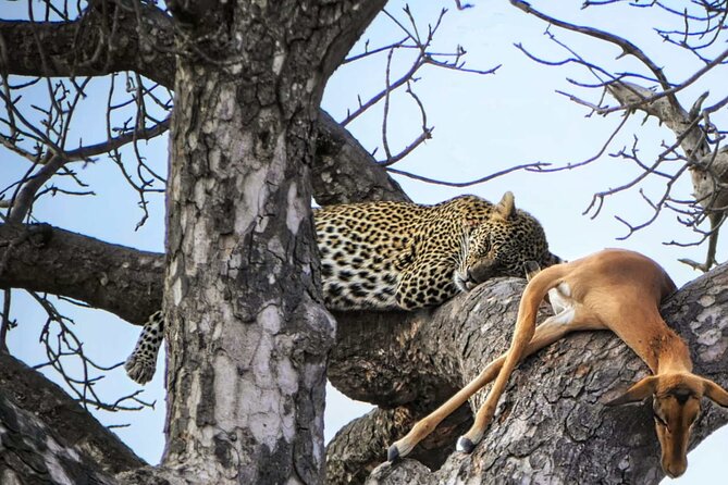 Chobe Botswana Day Trip River and Land Safari from Victoria Falls - Morning game drive: Chobe on four wheels