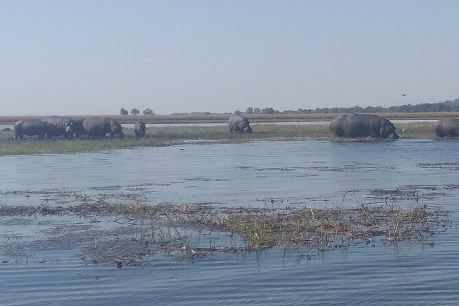 Chobe Botswana Full-Day Trip - Chobe National Park at 9:00 a.m.
