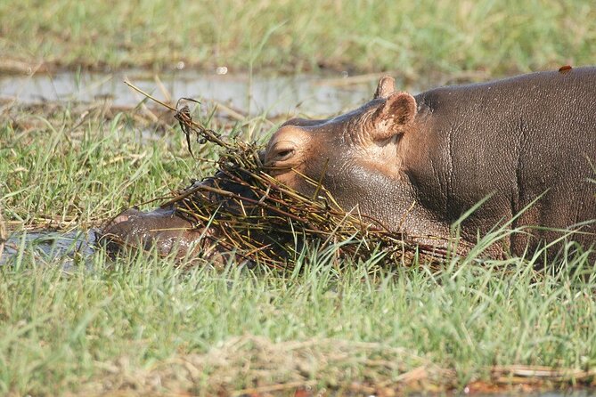 Chobe Day Trip - Wildlife: what you may see and what you should not expect