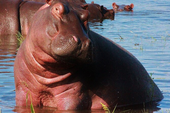 Chobe Day Trip - What the $174 price really includes