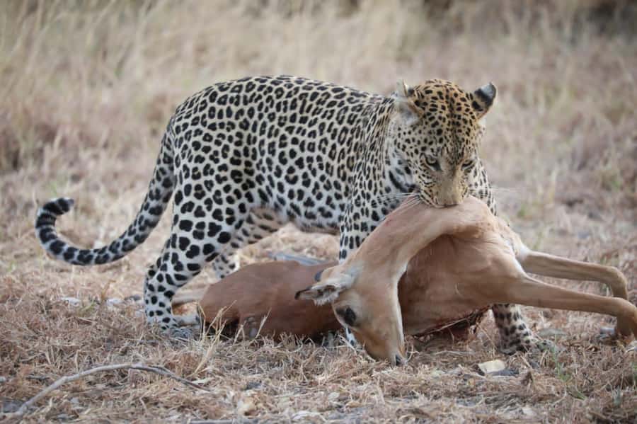 Chobe Day Trip - From Vic Falls - With Lunch (Buffet) - Key points before you book