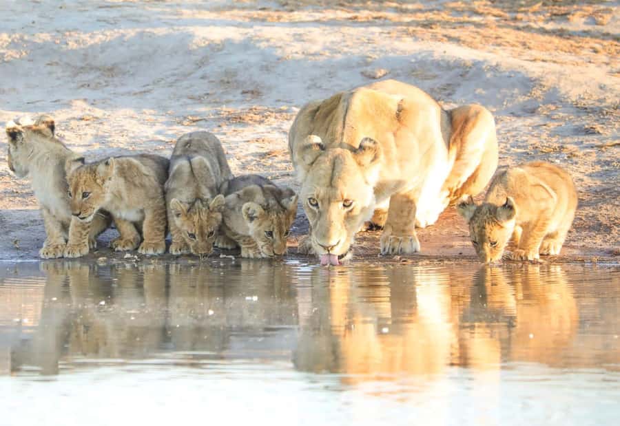 Chobe Day Trip - From Vic Falls - With Lunch (Buffet) - Why this day trip works from Victoria Falls