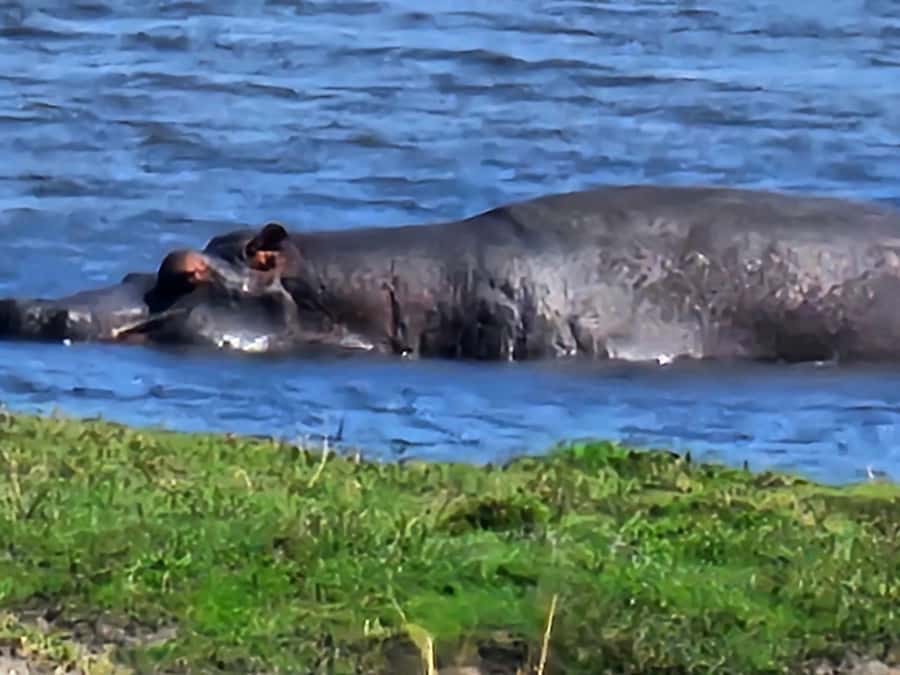 Chobe Day Trip - From Vic Falls - With Lunch (Buffet) - The morning game drive in Chobe National Park