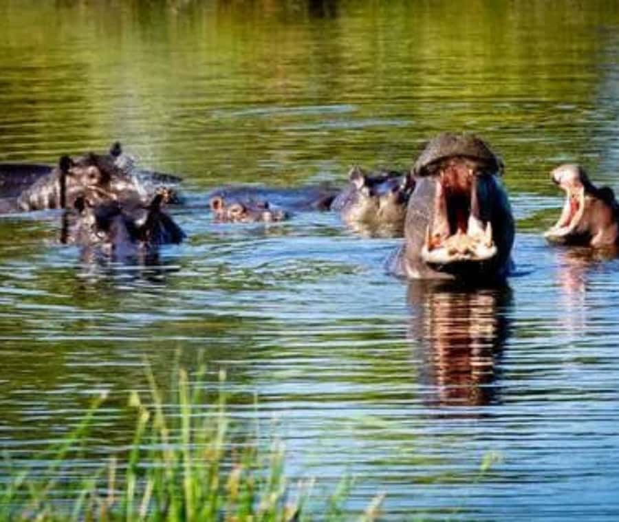Chobe Day Trip - From Vic Falls - With Lunch (Buffet) - Lunch and the midday pause