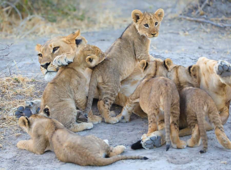 Chobe Day Trip - From Vic Falls - With Lunch (Buffet) - The Chobe River cruise