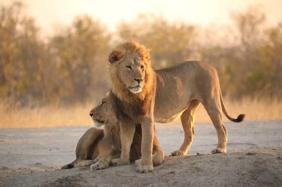 Chobe Day Trip - From Vic Falls - With Lunch (Buffet) - Crossing the border at Kazungula