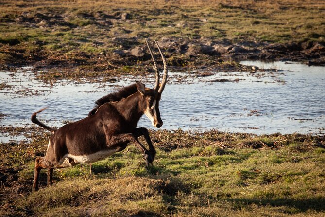 Chobe day trip from Victoria Falls - Why Chobe works so well as a Victoria Falls day trip