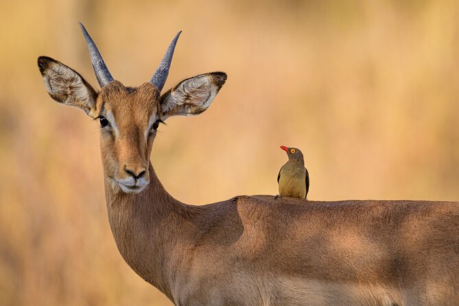 Chobe day trip from Victoria Falls - The morning Chobe River cruise