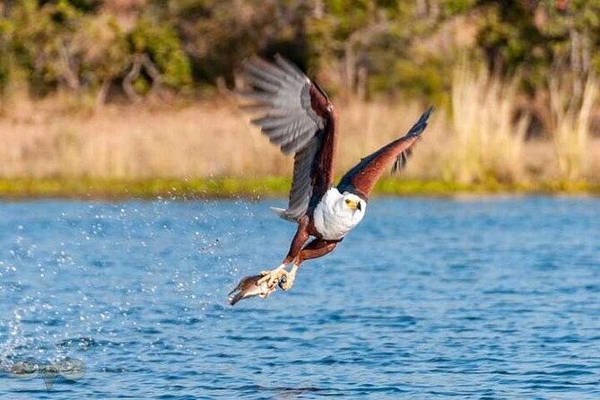 Chobe day trip from Victoria Falls - Is $190 per person good value?