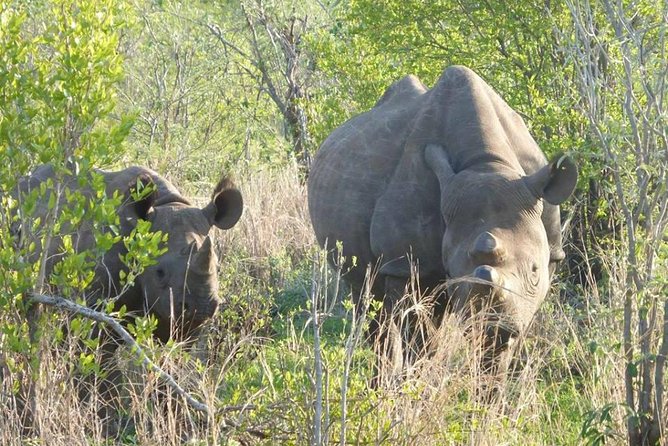Chobe Day Trip from Victoria Falls - Practical advice for making the day go smoothly