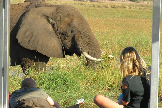 Chobe Day Trip From Victoria Falls Zimbabwe - Is $170 good value?