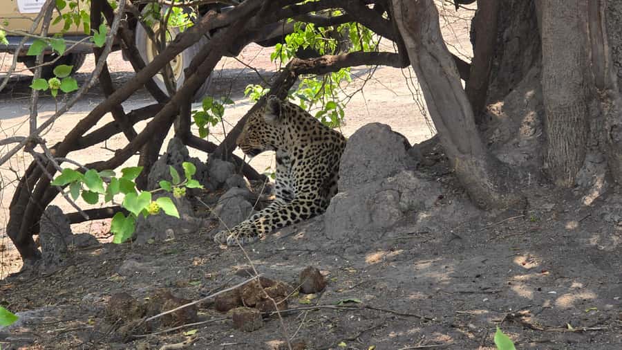 Chobe Day Trip from Victoria Falls, Zimbabwe - What the $170 price really includes