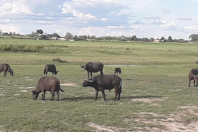 Chobe Day Trip Starting From Victoria Falls - Lunch at a local restaurant