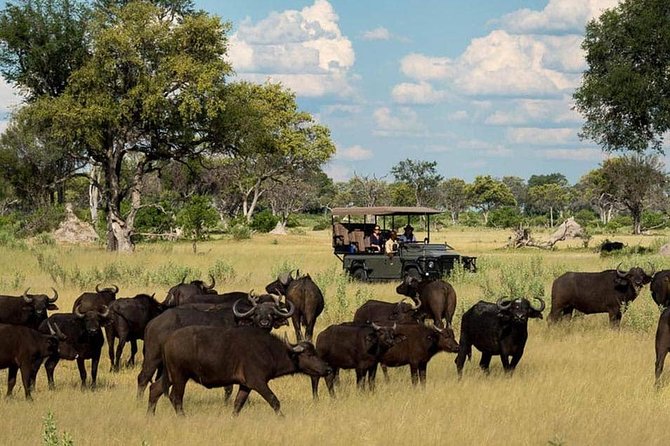 Chobe Day Trip Starting From Victoria Falls - Wildlife expectations: elephants first, cats second