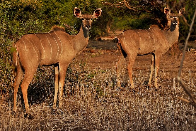 Chobe Day Trip - The Chobe River cruise: the best part for elephant lovers