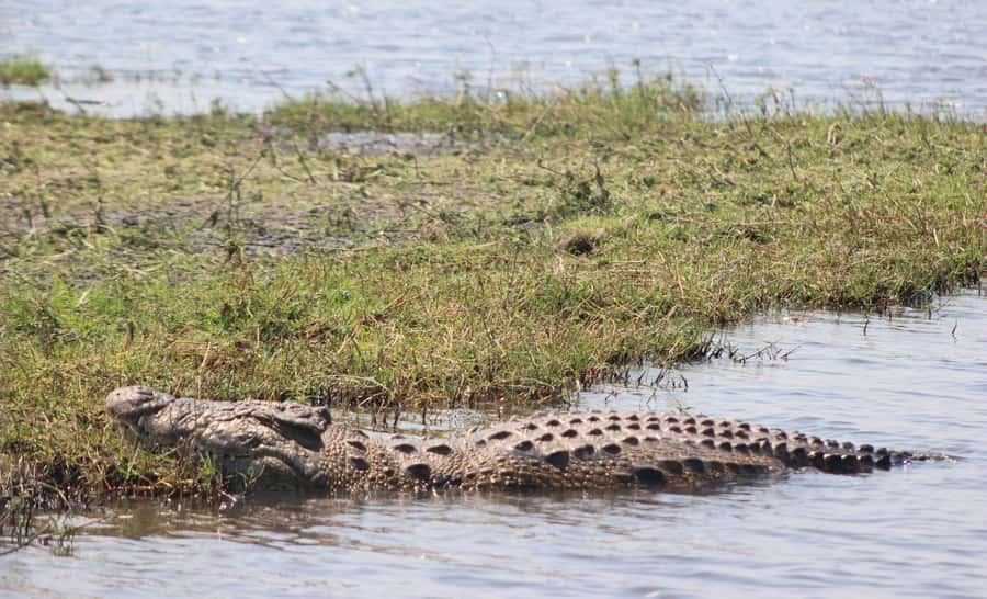 Chobe Extended Day Trip - Should you book the Chobe Extended Day Trip?