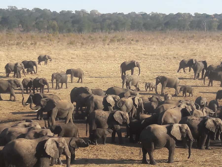 Chobe Extended Day Trip - Why this 15-hour Chobe trip is worth the early alarm
