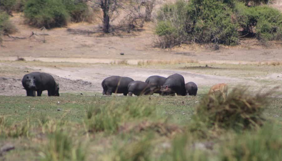 Chobe Extended Day Trip - The early Chobe game drive at 6:30 a.m.