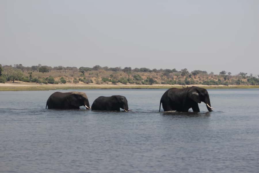 Chobe Extended Day Trip - Three hours on the Chobe River