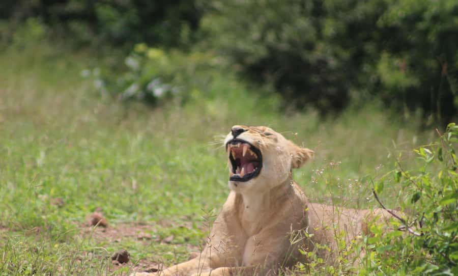 Chobe Extended Day Trip - What the $245 price really covers