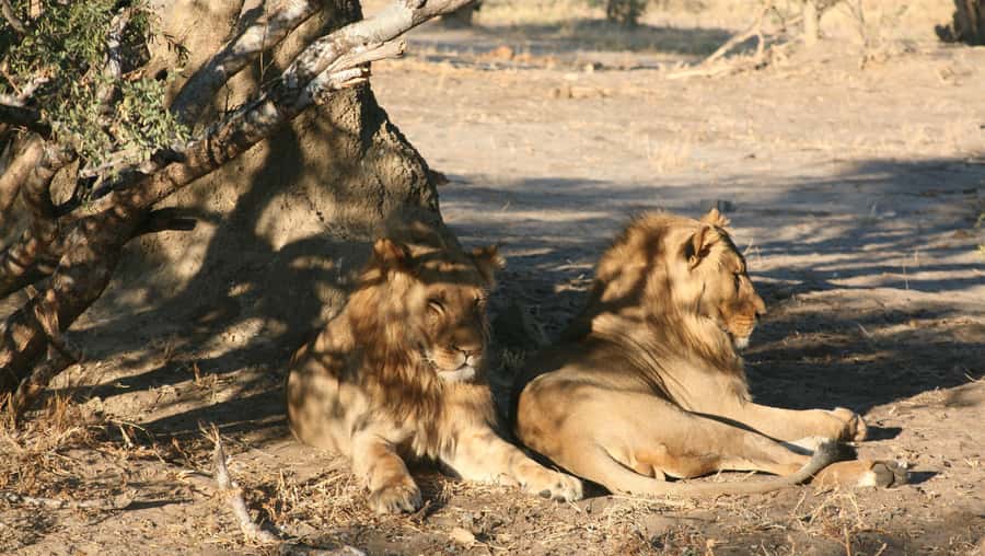 Chobe Extended Day Trip - Who will enjoy this long day most