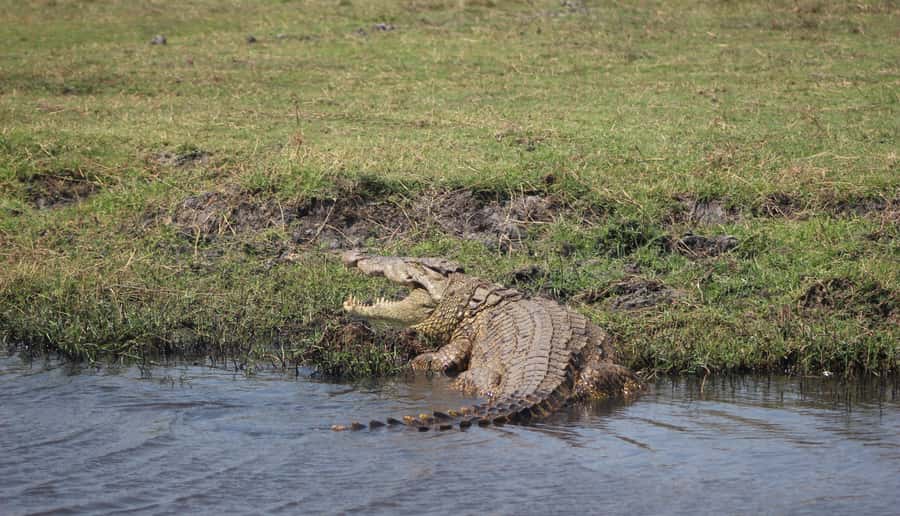 Chobe Extended Day Trip - Small details that can improve the day