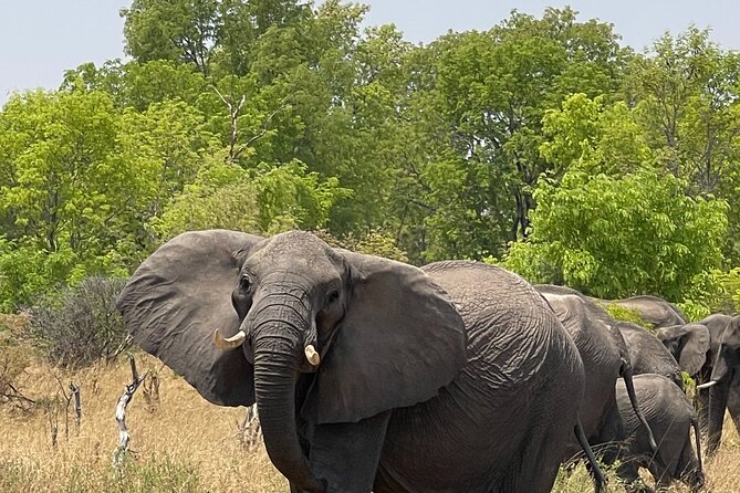 Chobe Extended Day Trip from Victoria Falls - Small Group - Midday lunch at Chobe Safari Lodge or Cresta Marina Lodge