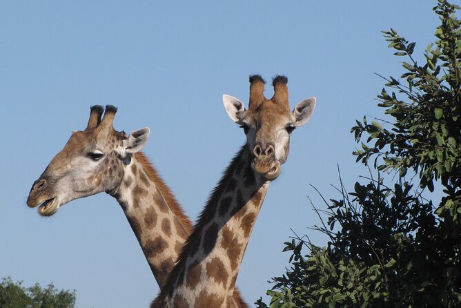 Chobe Extended Day Trip from Victoria Falls - Small Group - The three-hour Chobe River cruise