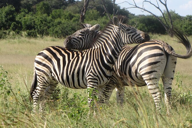 Chobe Extended Day Trip from Victoria Falls - Small Group - The 5:30 AM pickup and drive to Botswana