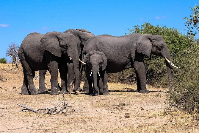 Chobe Full Day Safari From Victoria Falls - Why Chobe works well from Victoria Falls
