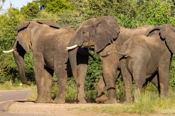 Chobe Full Day Safari From Victoria Falls - Lunch, snacks, and the midday pause