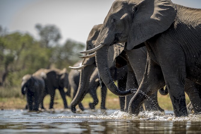 Chobe Full Day Safari From Victoria Falls - Is $220 a fair price?