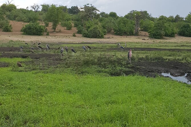 Chobe Full Day Safari in Chobe - The 7:00 am pickup and Botswana border crossing