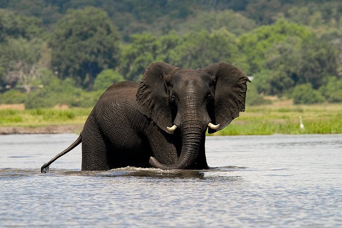 Chobe Full Day Safari Trip - Key points at a glance
