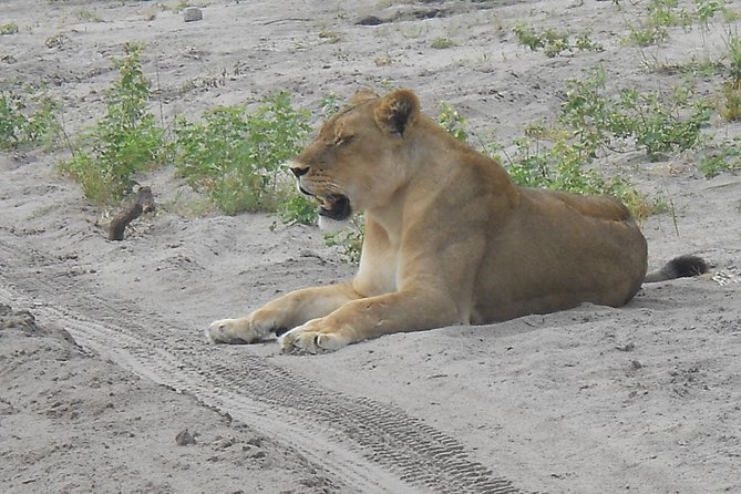 Chobe Full Day Safari Trip - Why Chobe works as a day trip from Victoria Falls