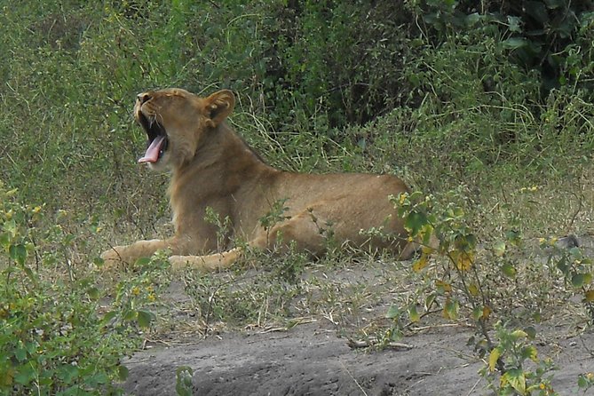 Chobe Full Day Safari Trip - Buffet lunch beside the Chobe River