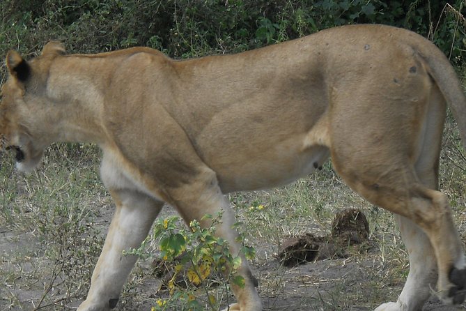 Chobe Full Day Safari Trip - Three and a half hours on the open 4x4 game drive