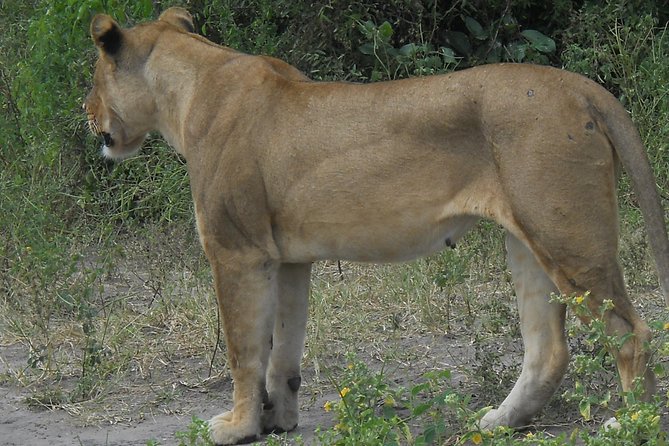Chobe Full Day Safari Trip - Guides, handoffs, and the group experience