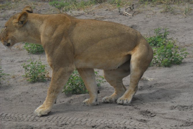 Chobe Full Day Safari Trip - What to bring and how to prepare