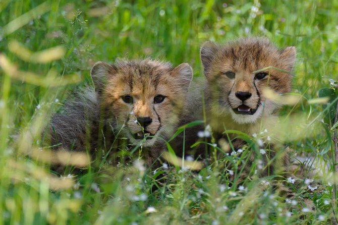 Chobe Full day Safari with Victoria falls Sunrise Tour Combo - Chobe game drive: three hours of wildlife watching
