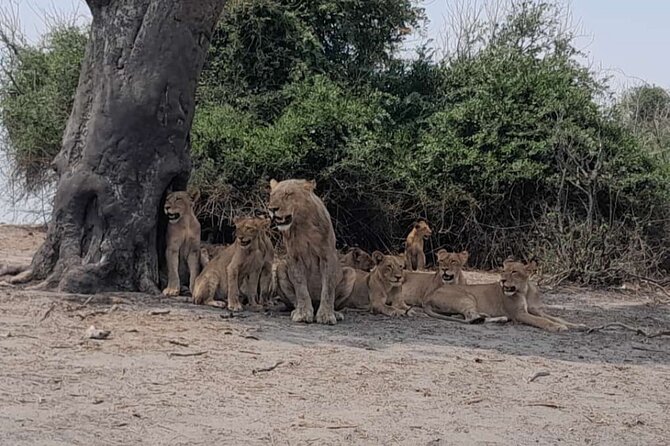 Chobe Full day Trip - Key points to know before booking