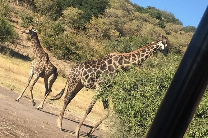 Chobe Full Day Trip - Watching wildlife from the Chobe River
