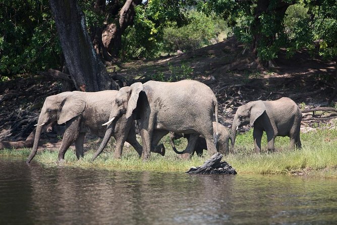 Chobe Full Day Trip - Service and planning with Afro Dawn Safaris