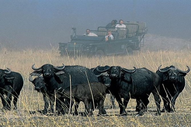 Chobe Full Day Trip From Victoria Falls - Buffet lunch and the middle of the day