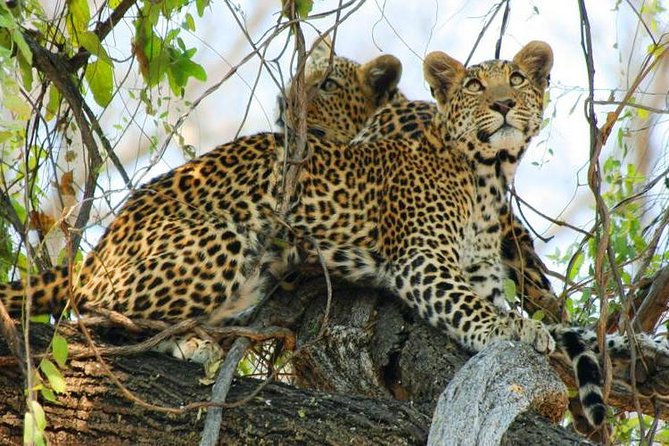 Chobe Full Day Trip From Victoria Falls - The Chobe River boat safari
