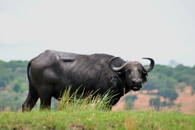 Chobe Full Day Trip From Victoria Falls - Is $164 good value?