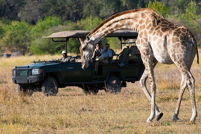 Chobe Full Day Trip From Victoria Falls - Who should book this Chobe day trip?