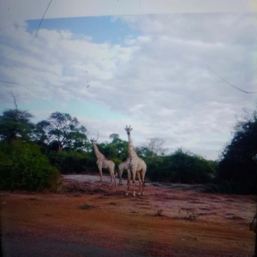 Chobe Half Day Trip from Victoria Falls - Key points at a glance