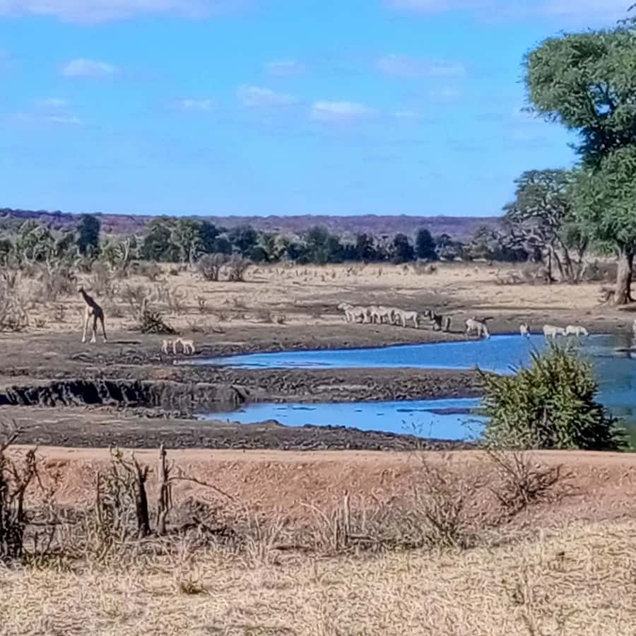 Chobe Half Day Trip from Victoria Falls - Why this Chobe trip works well from Victoria Falls